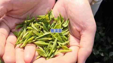 一斤茶叶有多少个芽头？详细解析与计算方法