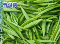 一斤茶叶多少个芽头-一斤茶叶多少个芽头合适