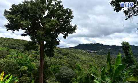 冰岛普洱茶：最出名的产地、与茶叶一览