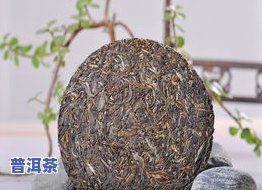 普洱茶假冒旧茶：如何辨别真假及影响饮用？