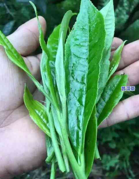 普洱茶的三大产区是哪里-普洱茶的三大产区是哪里的