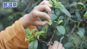 普洱茶单株纯料混采：安全无？单株与混采有何区别？