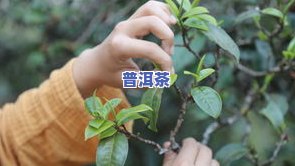 普洱茶用饮料冲泡好不好呢，探讨普洱茶的正确冲泡方法：直接用饮料冲泡是不是可行？