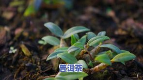 茶叶渣能种石斛吗？答案在这里！包括视频、图片和安全问题解析