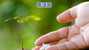 茶叶渣可以养花吗？探讨其可行性与安全性的视频分析