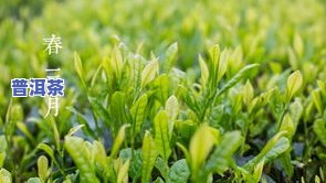 茶叶渣可养哪些植物？从图片中了解适种的种类