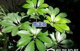 茶叶渣可养哪些植物？从图片中熟悉适种的种类