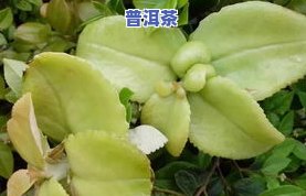 茶叶渣可养哪些植物？从图片中了解适种的种类