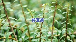 茶叶渣可以养石斛吗-茶叶渣可以养石斛吗视频