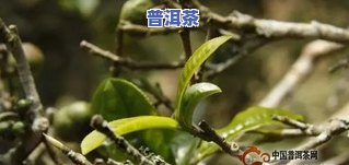 茶叶树根的主治功能-茶叶树根的主治功能是什么