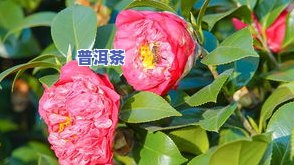 云南楚雄茶：茶花音乐节、茶叶与美丽茶花的视觉盛宴