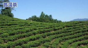 同安茶叶：从种植到销售的一站式服务