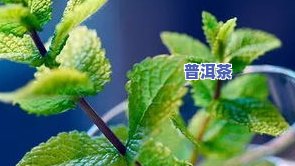 远志茶的功效与作用：揭秘黄花远志茶、泡茶法及制作方法