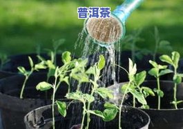 过期的茶叶可以浇花吗？是不是有？视频解答