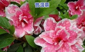 茶叶水能浇杜鹃花吗？视频教程详解