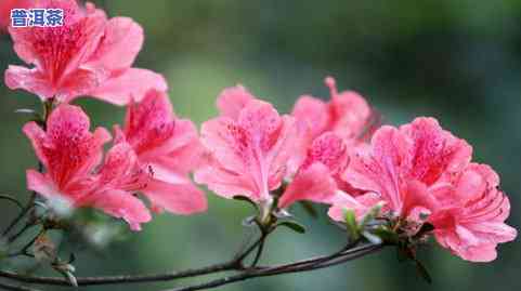 茶叶水能浇杜鹃花吗-茶叶水能浇杜鹃花吗视频