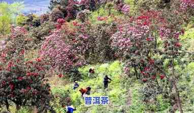 茶叶水能浇杜鹃花吗-茶叶水能浇杜鹃花吗视频