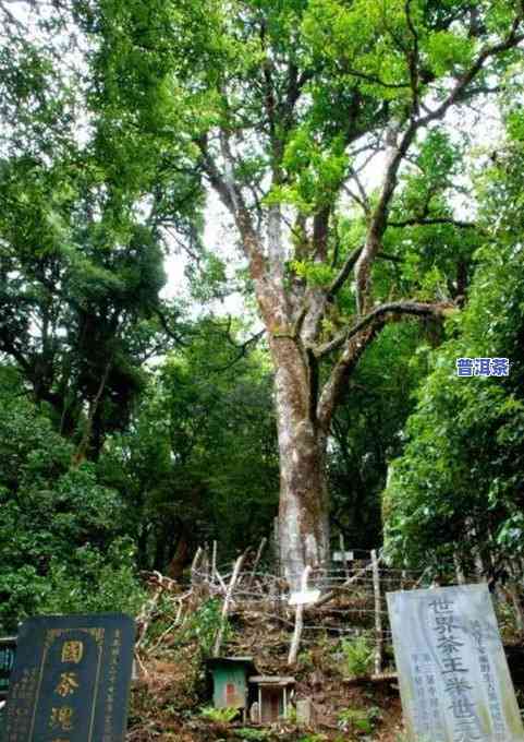 长沙古树普洱茶批发价格表最新信息全览