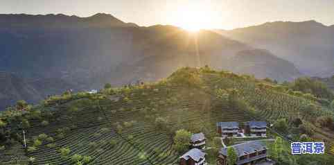 武当山茶叶叫什么？探索神秘的武当山茶品名与品种