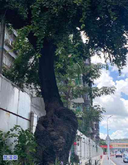 南宁市最老古树：揭秘其身份与位置