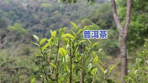 昆明产的普洱茶在哪里有卖-昆明产的普洱茶在哪里有卖的