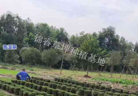 普洱茶大师周，专访普洱茶大师周：揭秘制茶技艺与品鉴心得