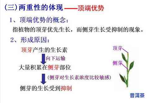 全面解析：茶叶的生理作用与功能