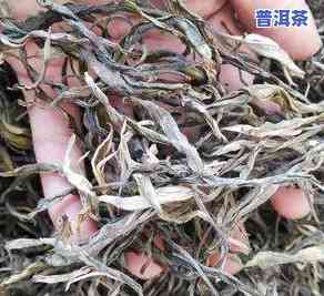 热点普洱茶-普洱茶的100个热点疑问解答