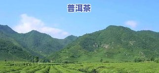 普洱采茶风景图片大全：高清、真实照片欣赏