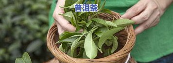 茶果对茶叶的影响：是否有？