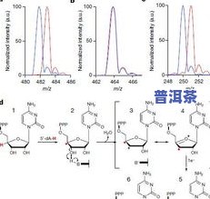 普洱茶消除疲劳的原理及其作用：揭示其抗疲劳机制