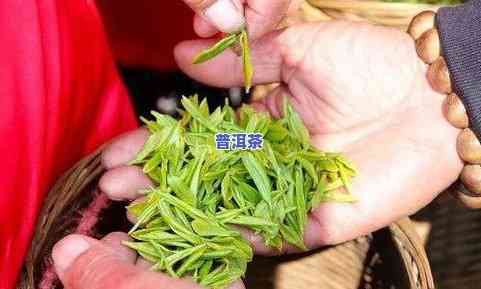 南美森林普洱茶产地：揭秘其特别生长环境与优质茶叶