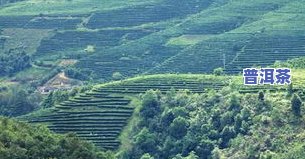 普洱茶十大山头排名图片-普洱茶十大山头排名图片大全