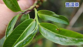 普洱茶十大山头排名图片-普洱茶十大山头排名图片大全