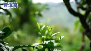 冰岛老寨古树普洱茶特点-正宗冰岛老寨古树普洱生茶