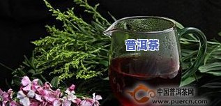 普洱茶转化的关键因素：影响其品质与口感的主要条件