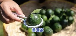 茶叶出虫子还能喝吗-茶叶出虫子还能喝吗图片