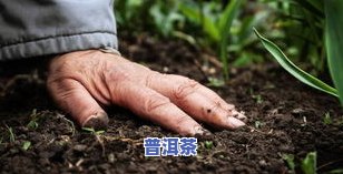 垃圾普洱茶全由不成条的叶子组成？图片揭示真相