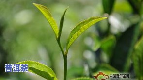 福海大白菜普洱茶：系列全面解析