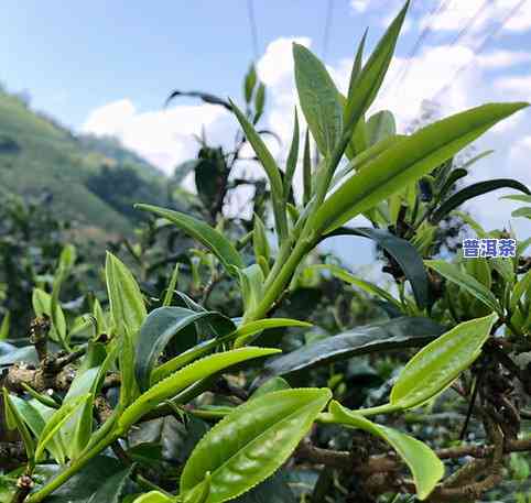 帕沙种普洱茶的口感怎么样-帕沙种普洱茶的口感怎么样啊