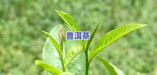 新疆产什么茶叶？了解新疆茶叶种类、品质与产量