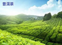 新疆产什么茶叶？熟悉新疆茶叶种类、品质与产量