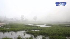 普洱茶池塘-普洱茶 塘