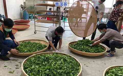 韶山名茶：探寻湖南名茶的故事与文化