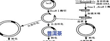 茶叶里有尼古丁吗？了解其存在与影响