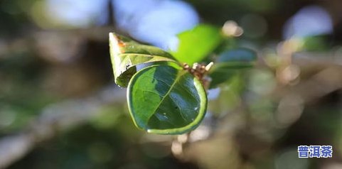 普洱茶的上市公司有哪-普洱茶的上市公司有哪些