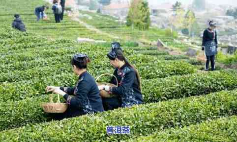 扬州茶叶：绿杨春及其他知名，市场位置与十大排名一览