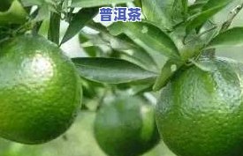 新会小青柑普茶价格及功效：详细解析