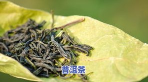 过期茶叶能用来种花吗？是否有？视频与图片解析