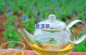 永嘉喝茶：寻找更佳品茶之地